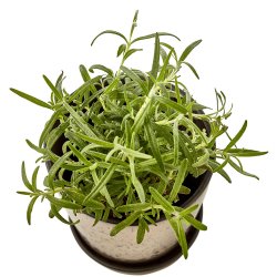 Bitz Urtepotteskjuler Med Underskl - 14 cm. - Sort/Bronze