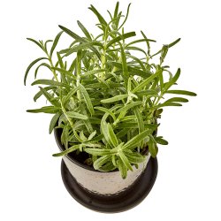 Bitz Urtepotteskjuler Med Underskl - 10 cm. - Sort/Bronze