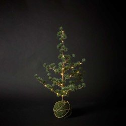 Dacore Cedertr Med Kuglefod og Lyskde Til Batteri 65 cm - Grn